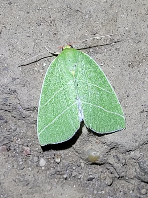 Bena bicolorana - tölgyfa-zöldbagoly