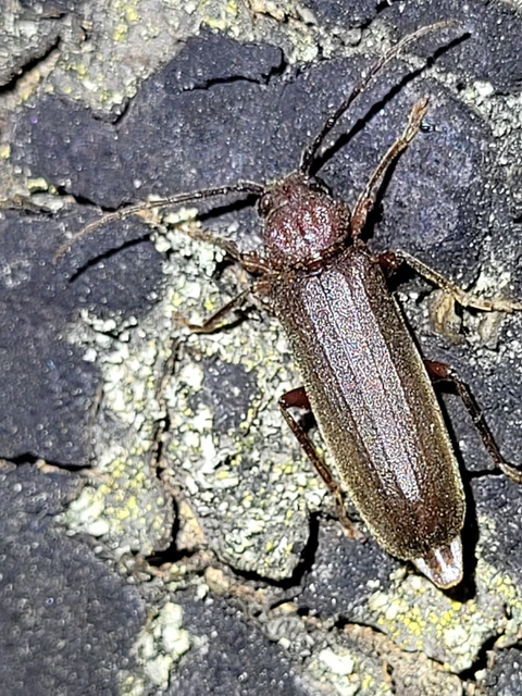 Arhopalus rusticus - gödrösnyakú cincér