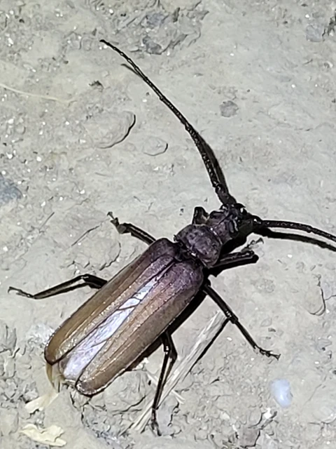Aegosoma scabricorne - diófacincér
