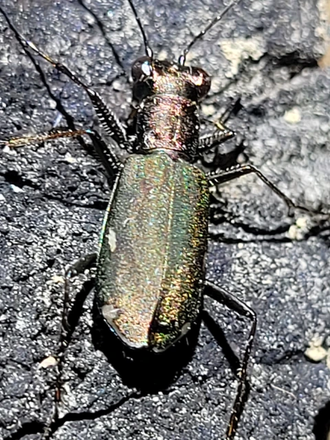 Cylindera germanica - parlagi homokfutrinka