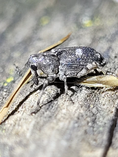 Gasterocercus depressirostris - laposorrú ormányos