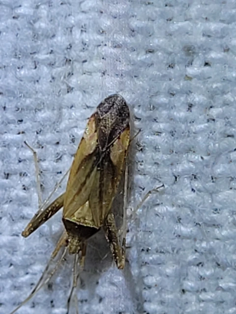Phytocoris