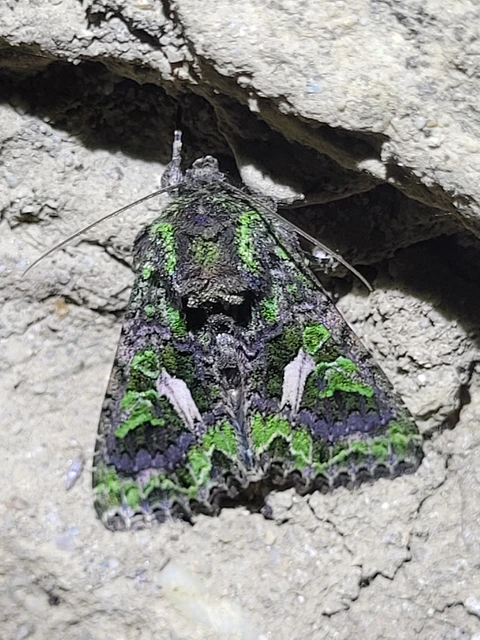 Trachea atriplicis - nyári zöldbagoly