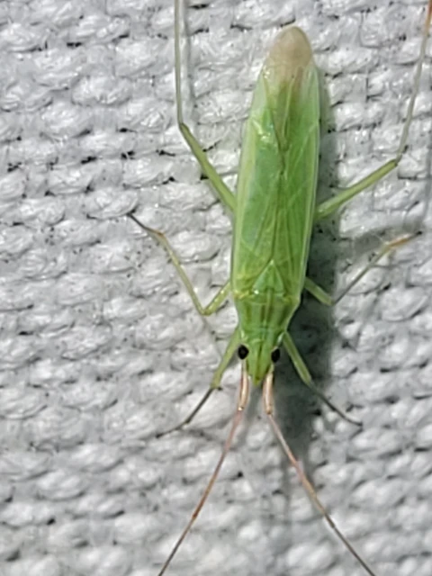 Trigonotylus