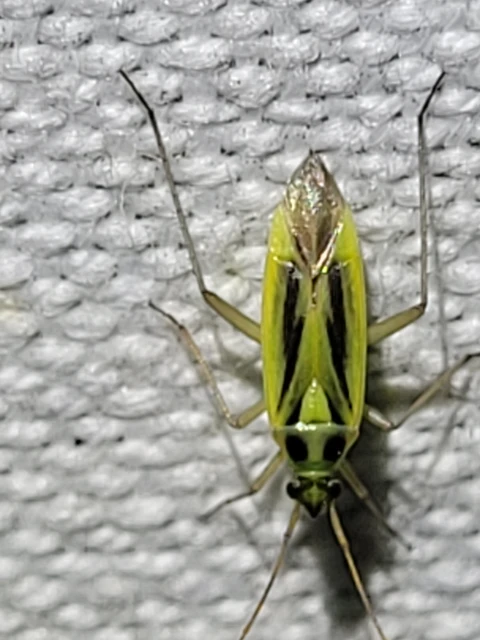 Stenotus binotatus - kétfoltos mezeipoloska