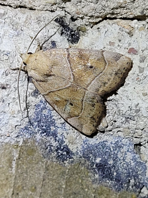 Cosmia trapezina - közönséges lombbagoly