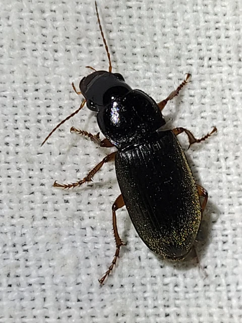 Harpalus rufipes - nagy selymesfutó