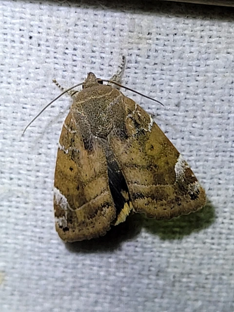 Cosmia affinis - barna lombbagoly
