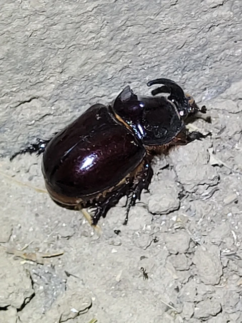 Oryctes nasicornis - orrszarvú bogár
