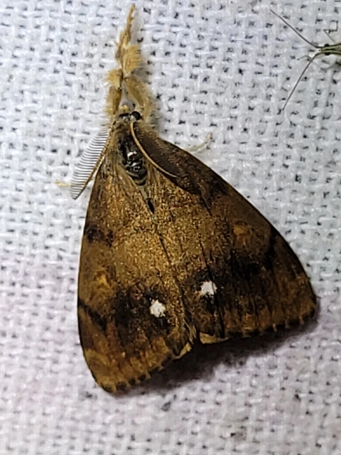 Orgyia antiqua - rozsdabarna kisszövő