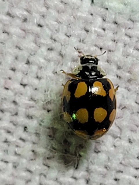 Adalia decempunctata - tízpettyes katica