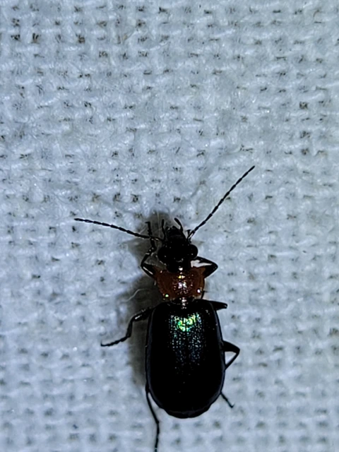 Lebia cyanocephala - pompás cserjefutó