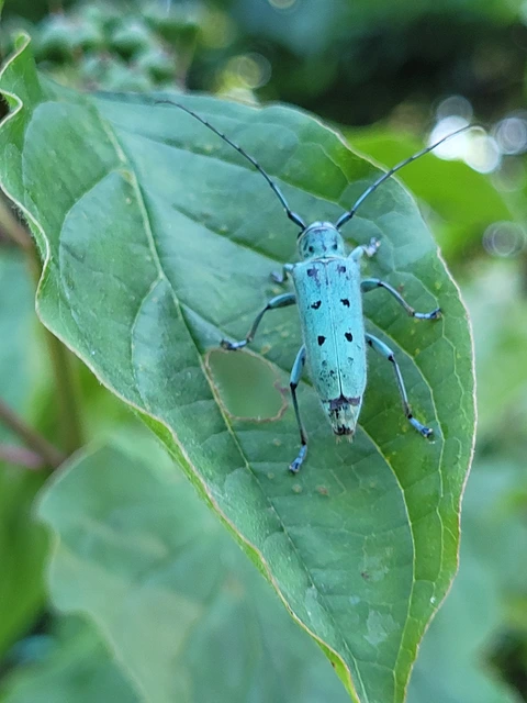 Saperda octopunctata - nyolcpontos cincér