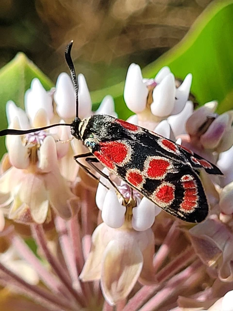Zygaena carniolica - fehérgyűrűs csüngőlepke