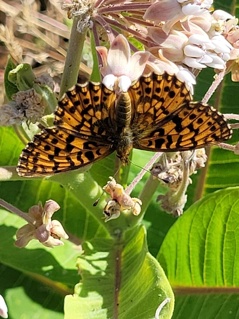 Boloria dia - kis gyöngyházlepke