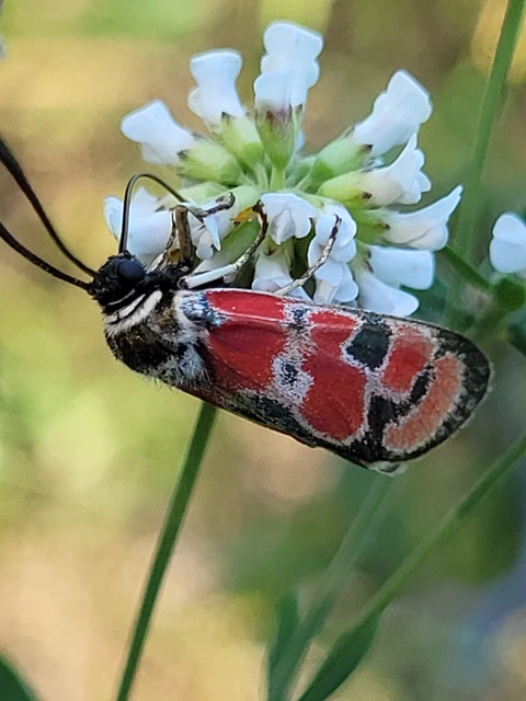 Zygaena carniolica - fehérgyűrűs csüngőlepke
