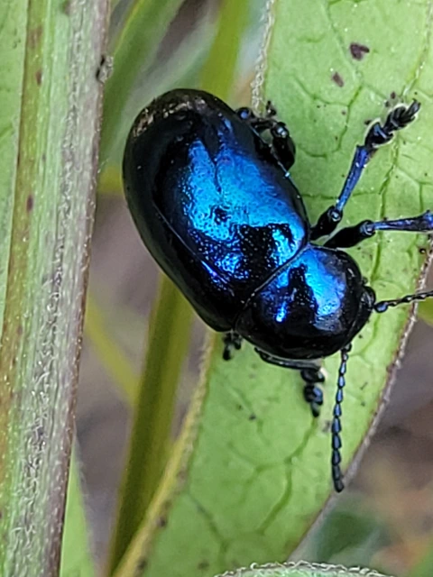 Chrysochus asclepiadeus - tündöklő méreggyiloklevelész