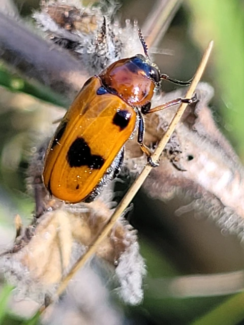 Tituboea macropus - dárdahere-zsákhordóbogár