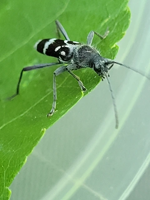 Chlorophorus figuratus - rajzos darázscincér