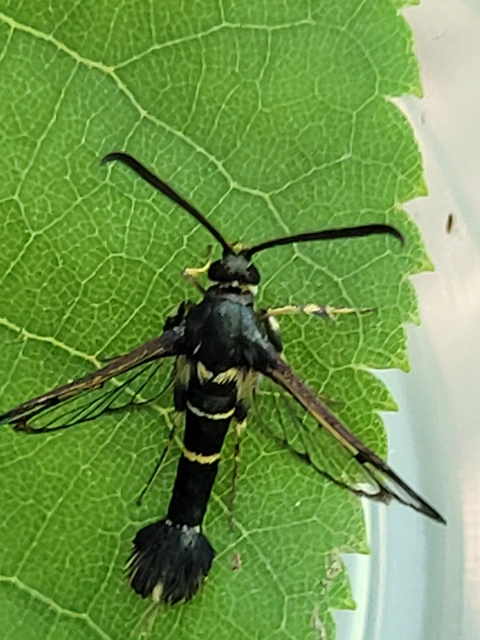 Sesiidae - szitkárfélék
