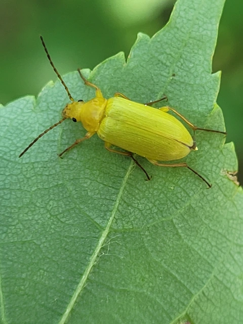 Cteniopus sulphureus - közönséges kénbogár Cteniopus sulphureus - közönséges kénbogár