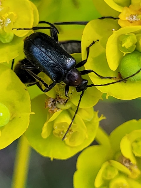 Dinoptera collaris - vörösnyakú virágcincér