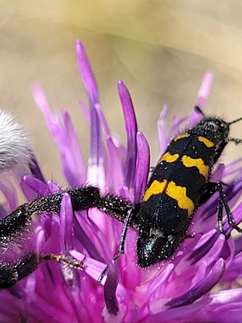 Mylabris variabilis - szalagos hólyaghúzó Mylabris variabilis - szalagos hólyaghúzó