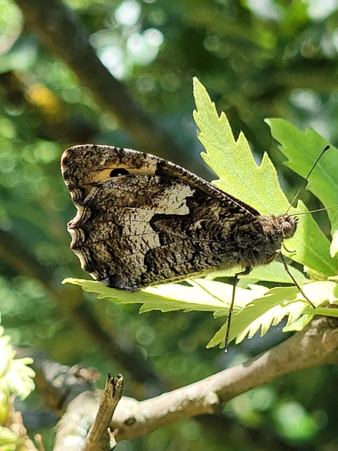 Hipparchia semele - barna szemeslepke