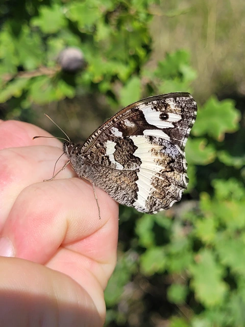 Brintesia circe - fehéröves szemeslepke