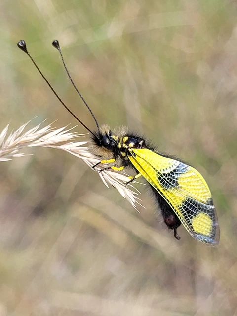 Libelloides macaronius - keleti rablópille