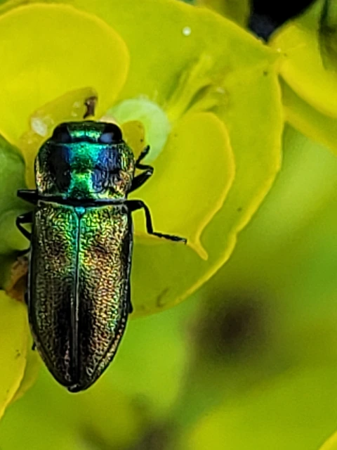 Anthaxia podolica - podóliai virágdíszbogár