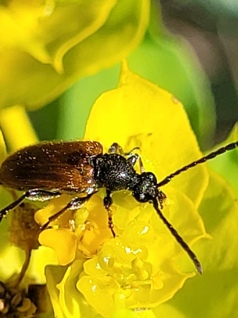 Pseudovadonia livida - barnás virágcincér