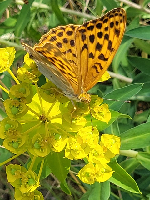 Argynnis paphia - nagy gyöngyházlepke