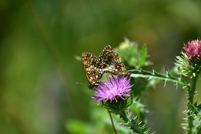Melitaea aurelia - recés tarkalepke