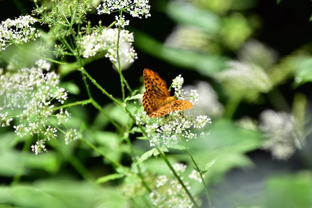 Argynnis paphia - nagy gyöngyházlepke