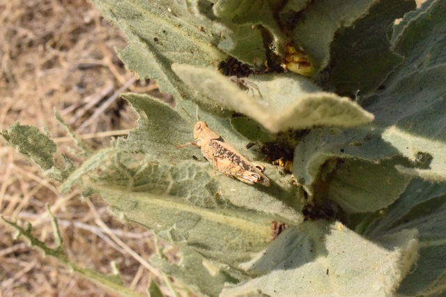 Calliptamus italicus - olaszsáska