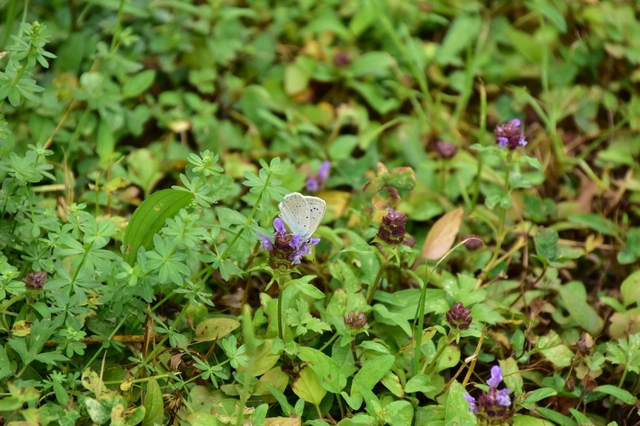 Polyommatus daphnis - csipkés boglárka
