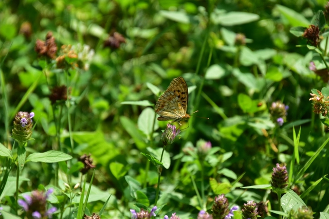 Argynnis adippe - ezüstös gyöngyházlepke
