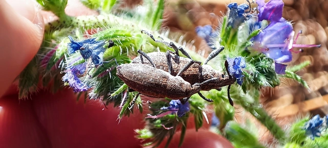Rhabdorrhynchus echii - kígyósziszbarkó