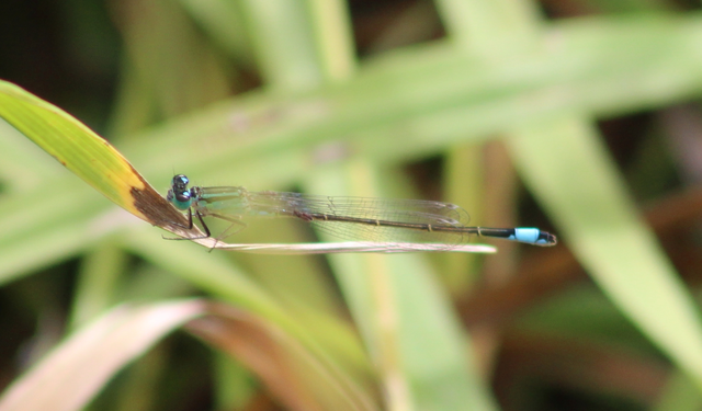 Ischnura elegans pontica - kéköves légivadász