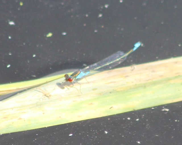 Erythromma viridulum - kis pirosszemű-légivadász
