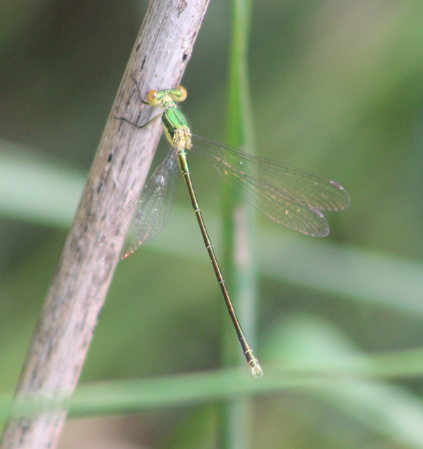 Lestes virens vestalis - kis rablószitakötő