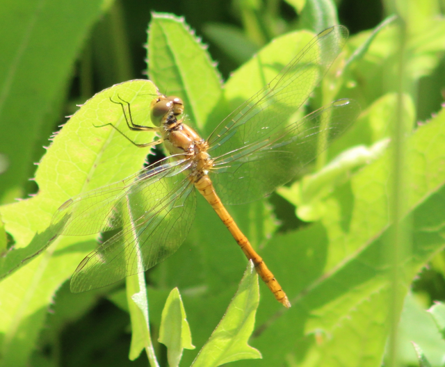 Sympetrum meridionale - fakó katona-szitakötő
