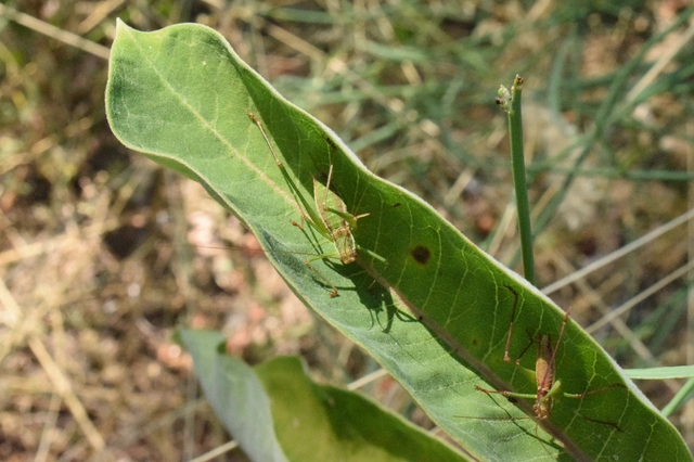 Leptophyes albovittata - közönséges virágszöcske