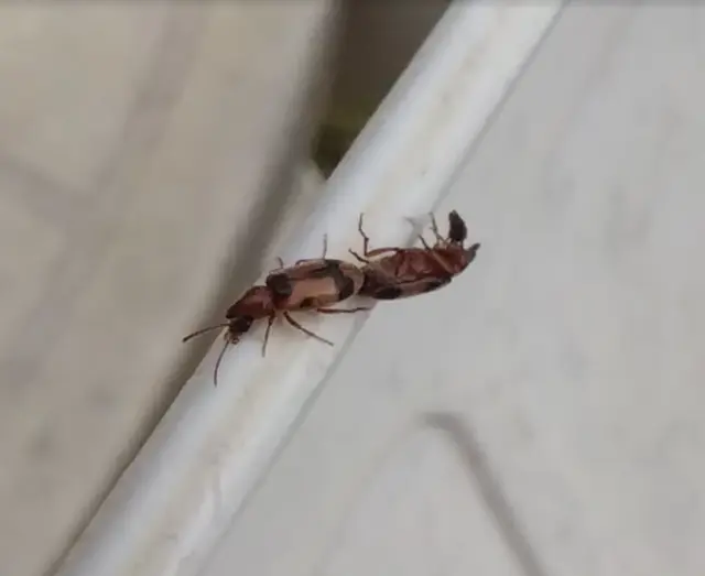 Notoxus appendicinus - déli nyakszarvúbogár
