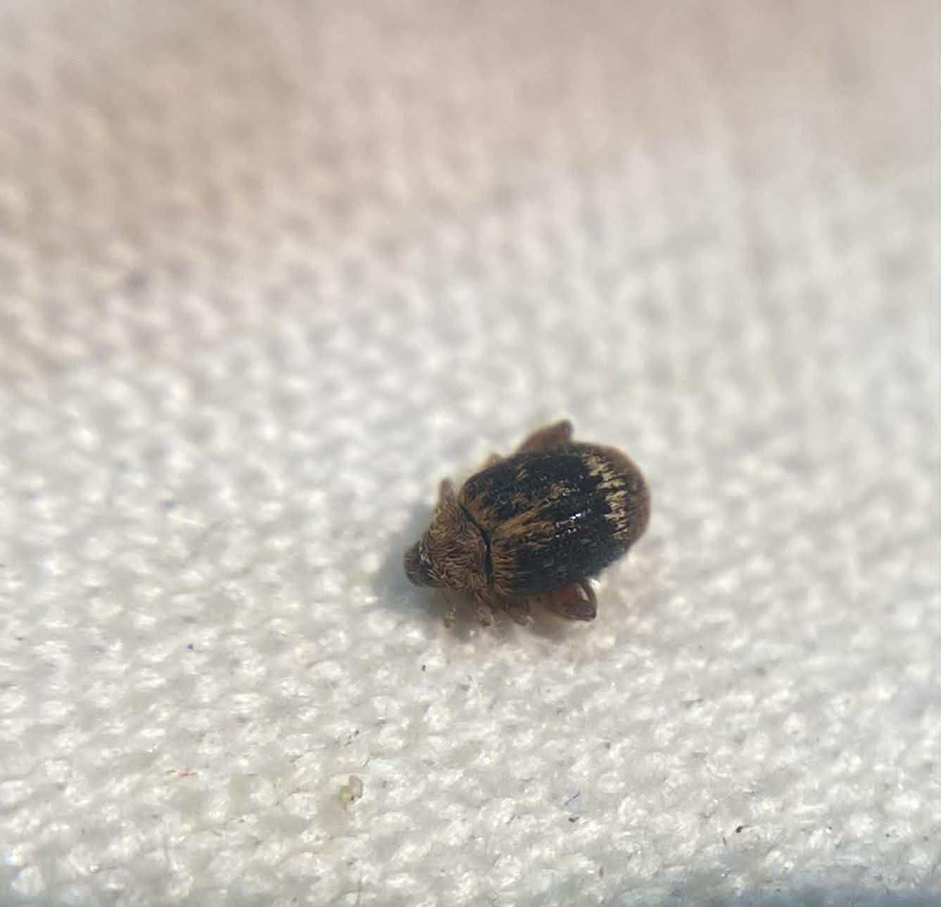 Orchestes erythropus - mintás bolhaormányos