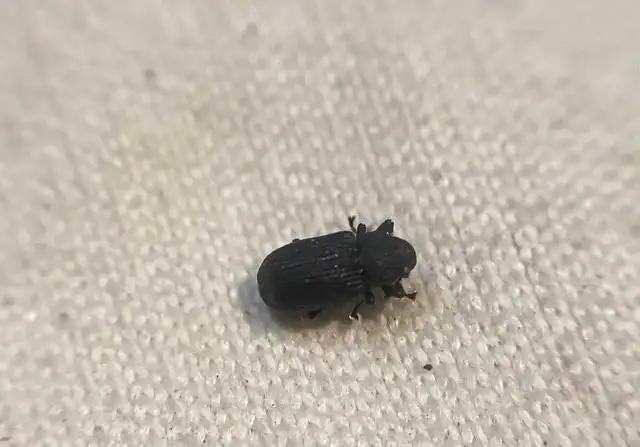 Magdalis fuscicornis - selymes magdolnaormányos