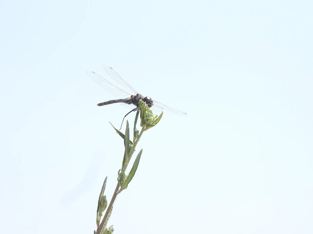 Selysiothemis nigra - vándor árnyszitakötő