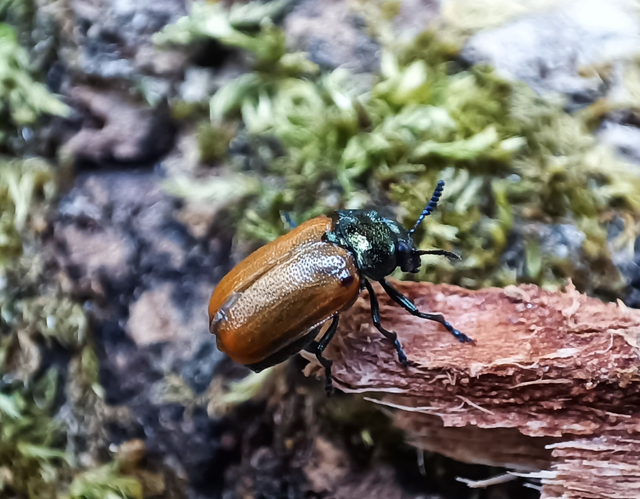 Labidostomis longimana - zöldnyakú zsákbogár Labidostomis longimana - zöldnyakú zsákbogár