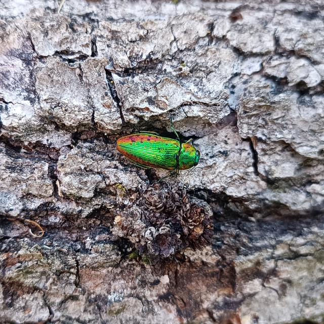 Lamprodila rutilans - hársfa-tarkadíszbogár Lamprodila rutilans - hársfa-tarkadíszbogár